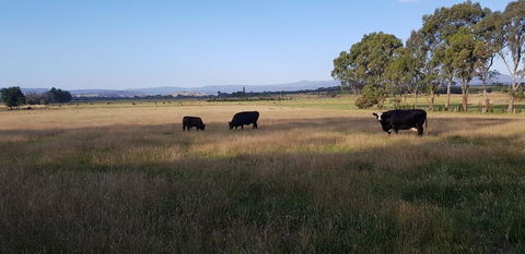 Olinda Yarra Cottage - Stayed 2