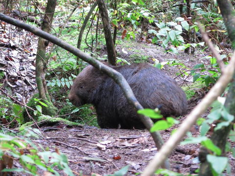 Paradiso Kinglake - Stays Accommodation 2