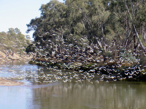 Paringa Grove Homestead - Stayed 3