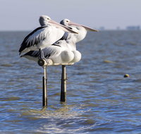 Pelican Perch Retreat - Stayed
