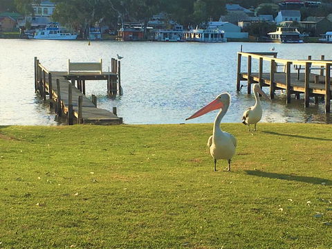 Riverfront Getaway - Mannum - Stayed 0