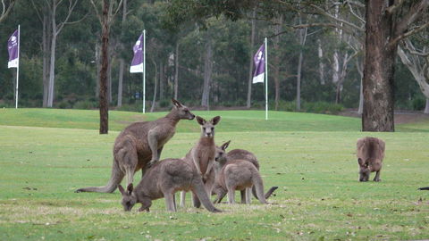 Riverside Oaks Golf Resort - Stays Accommodation 3
