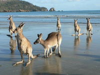 Book Seaforth Accommodation Vacations Stayed Stayed