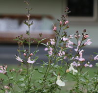 Serendipity on Allyn - Stayed