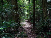 Springbrook Lyrebird Retreat