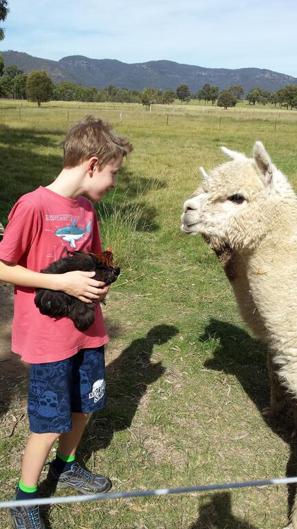 Starline Alpacas Farmstay Resort - Stayed 3