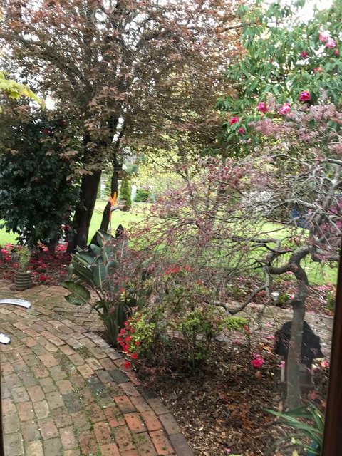 Stony Rise Cottage B&B - Stayed 1