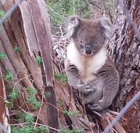 Stringybark Hills Retreat - Stayed