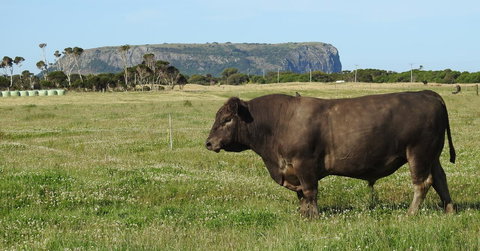 Ellie\'s Cottages - Stayed 40