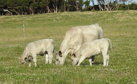 Ellie\'s Cottages - Stayed 39