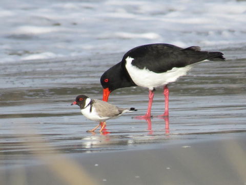 Captain Cook Holiday Park - Stayed 17