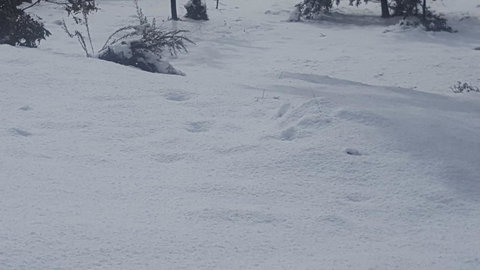 Cradle Alpine Retreat - Stayed 35