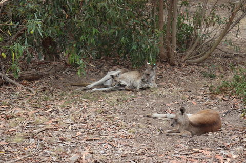 Great Ocean Road Resort - Stayed 17