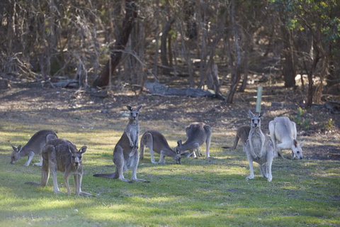 Yering Gorge Cottages - Stayed 14