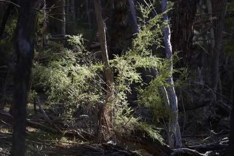 Yering Gorge Cottages - Stayed 19