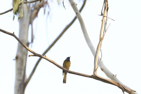 Yering Gorge Cottages - Stayed 20