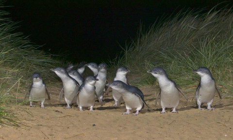 Phillip Island Apartments - Stayed 13