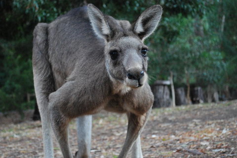 Gariwerd Motel - Stays Accommodation 5