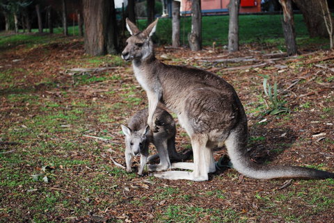 Gariwerd Motel - Stays Accommodation 16