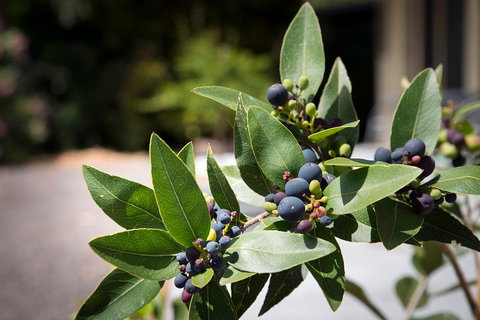 Gariwerd Motel - Stays Accommodation 23