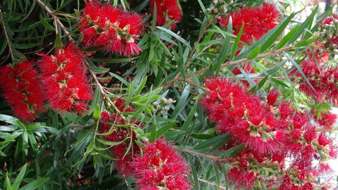 Gariwerd Motel - Stays Accommodation 22