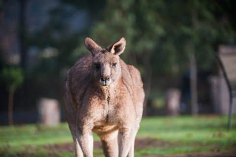 Gariwerd Motel - Stays Accommodation 9
