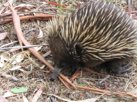Gariwerd Motel - Stays Accommodation 10