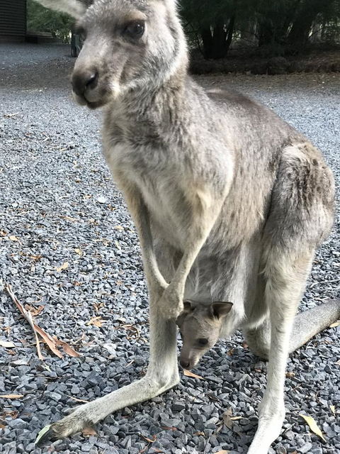 Day Dream Cottage - Stayed 12