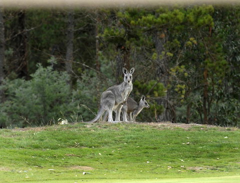 RACV Goldfields Resort - Stayed 20