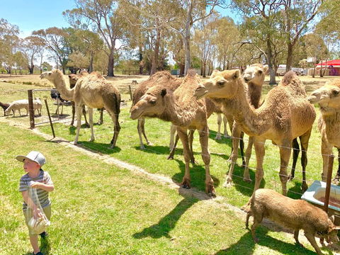 The Funny Farm - Animals / Churchhouse / Amazing Experience - Stays Accommodation 0