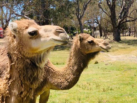 The Funny Farm - Animals / Churchhouse / Amazing Experience - Stays Accommodation 1