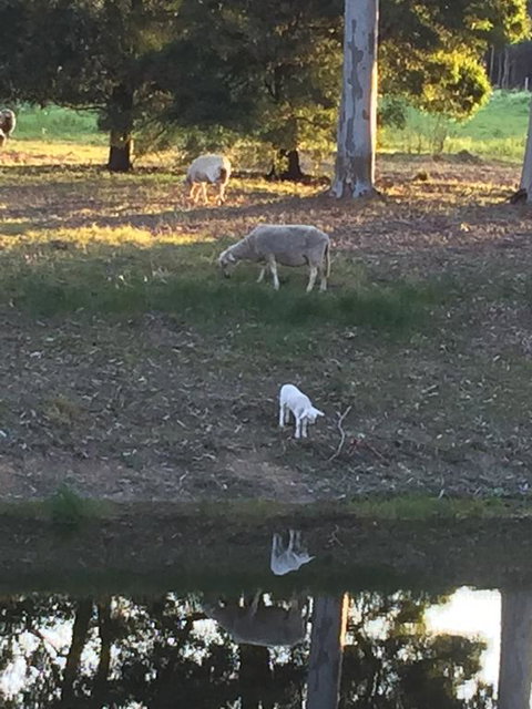 Tree Of Love Farm Stay - Stayed 2