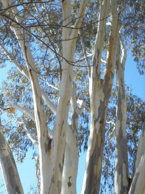 Wagga Wagga Tourist Park - Stayed 3