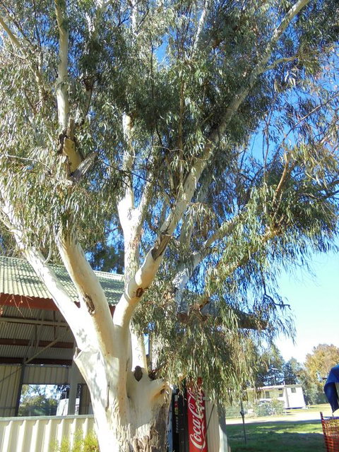 Wagga Wagga Tourist Park - Stayed 2