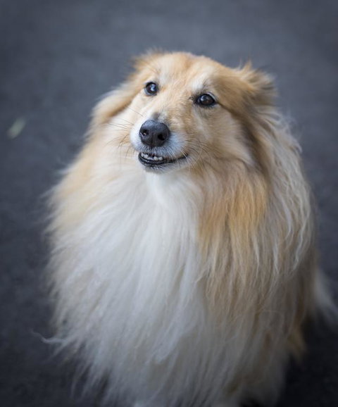 Walhalla Wild Cherry - Stayed 3