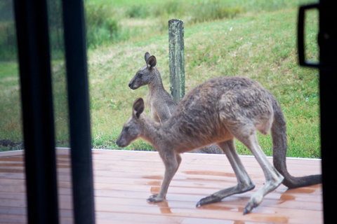 Gumnut Villa - Stays Accommodation 10