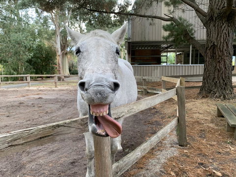 Kangaroo Manor - Stayed 12