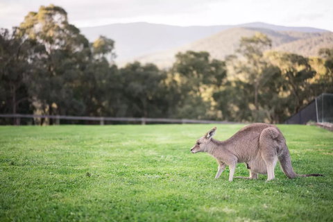 Kangaroo Manor - Stayed 29