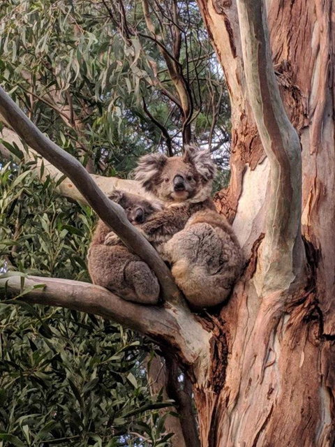 Kangaroo Manor - Stayed 9