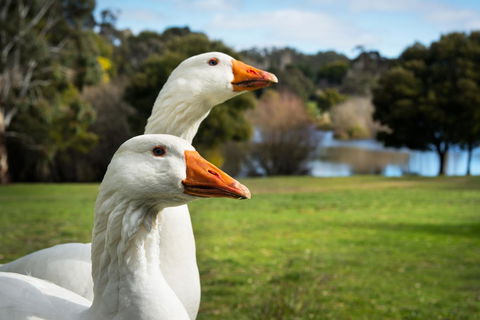 Lake Como Villa - Stays Accommodation 11