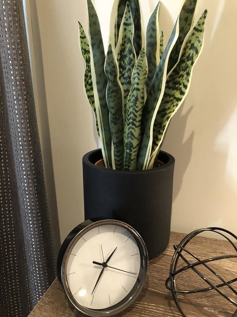 Minni Gums - Stayed 26