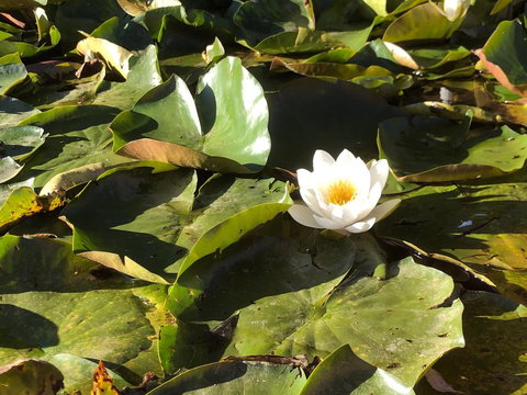 Minni Gums - Stayed 1