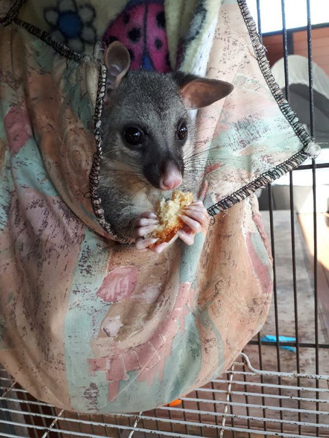 Airlie Beach Eco Cabins - Adults Only - Stayed 27