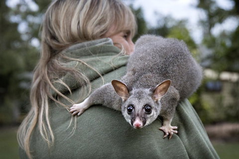 Airlie Beach Eco Cabins - Adults Only - Stayed 3