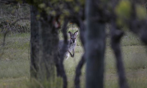 Granite Belt Retreat And Brewery - Stayed 23