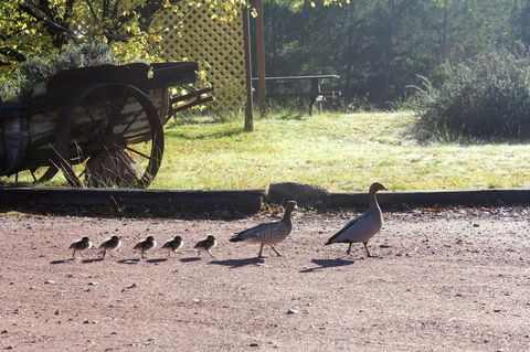 Granite Belt Retreat And Brewery - Stayed 22