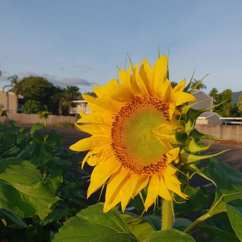 Palm Royale Cairns - Stayed 4