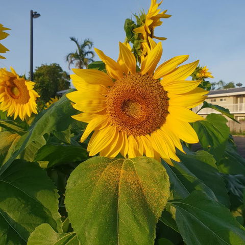 Palm Royale Cairns - Stayed 1