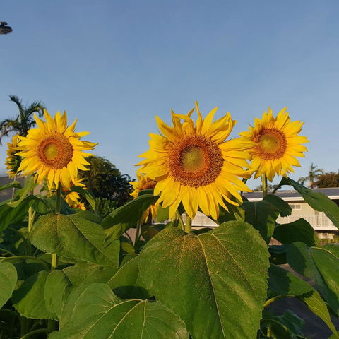 Palm Royale Cairns - Stayed 3