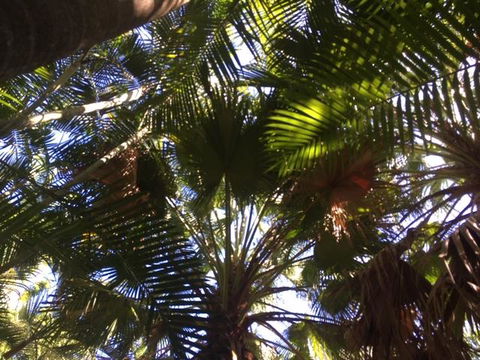 Casuarina - Stayed 11